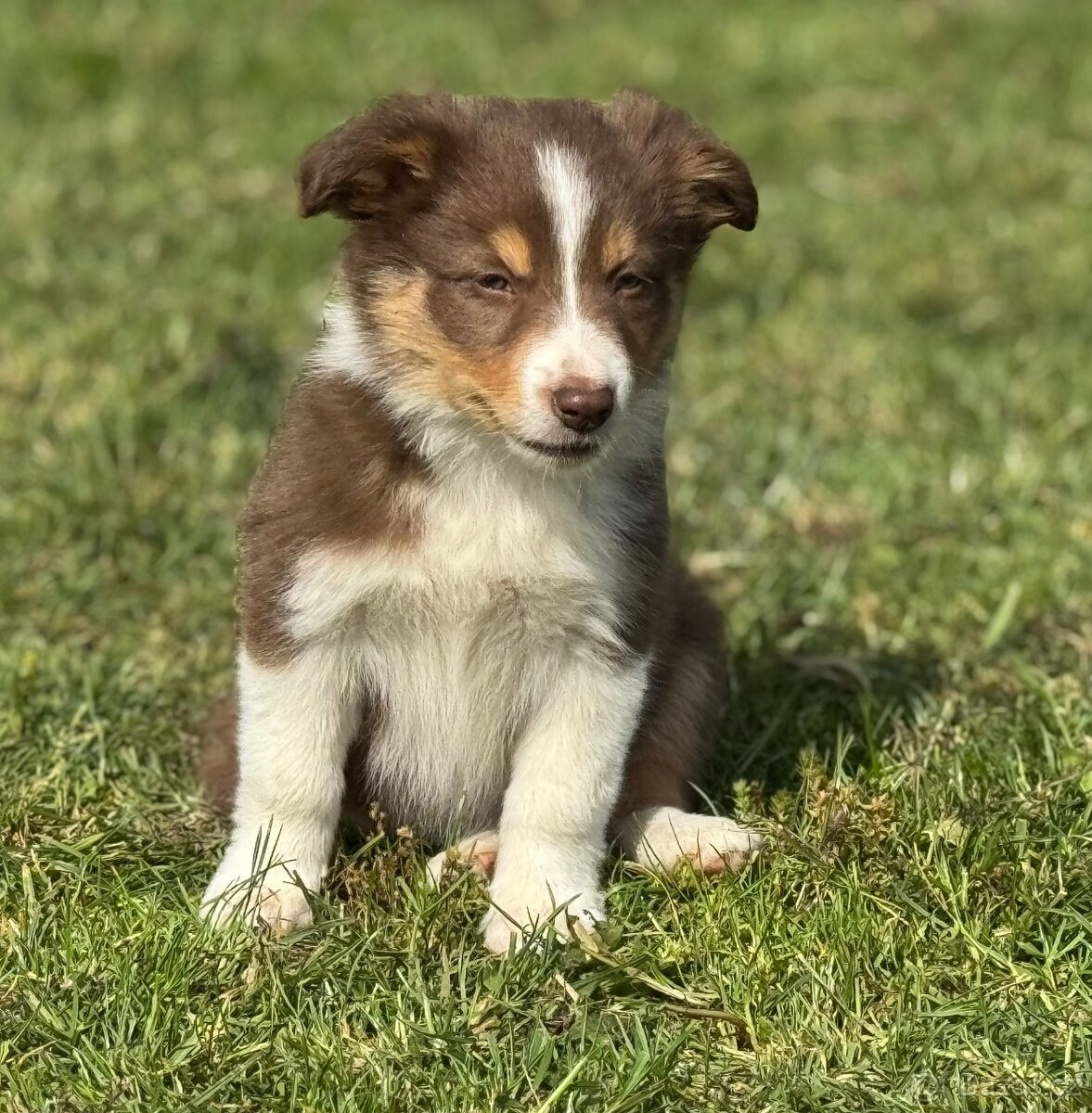 Border Kolie