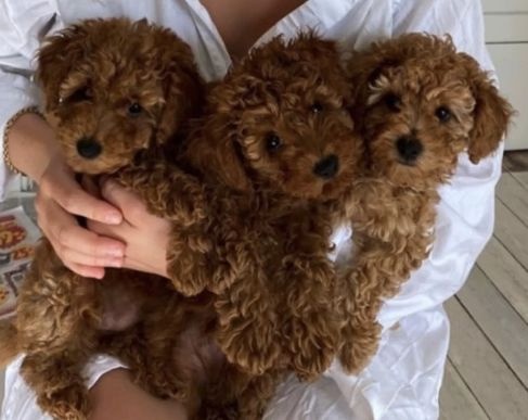 Maltipoo