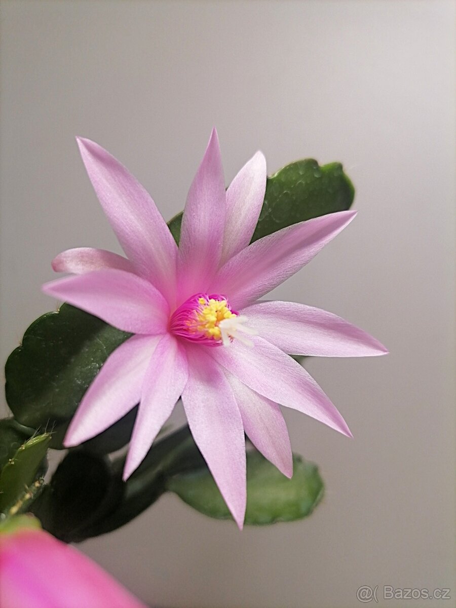Schlumbergera - Velikonoční kaktus: Royal rose ex.. (řízek)