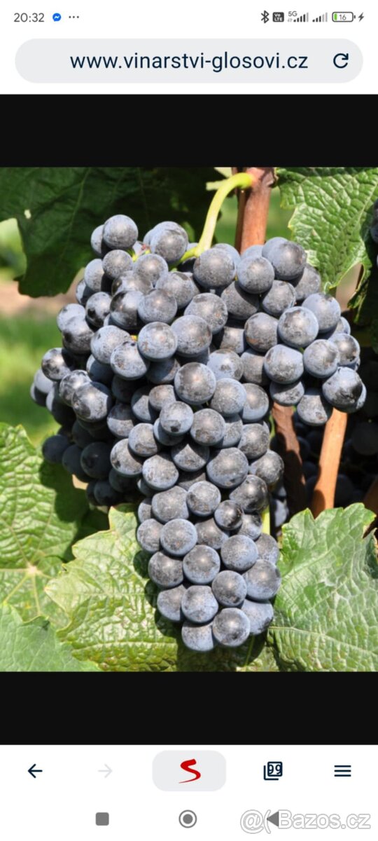 Hrozny Cabernet Moravia