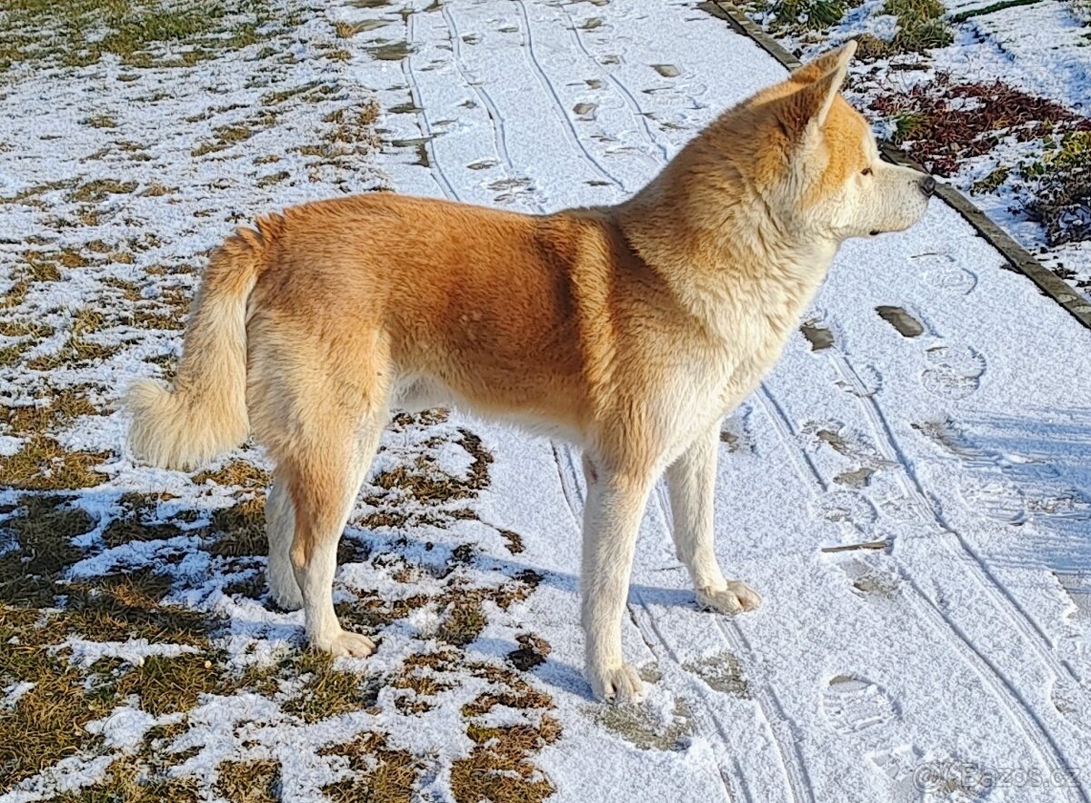 Nádherný pes Akita inu krytí