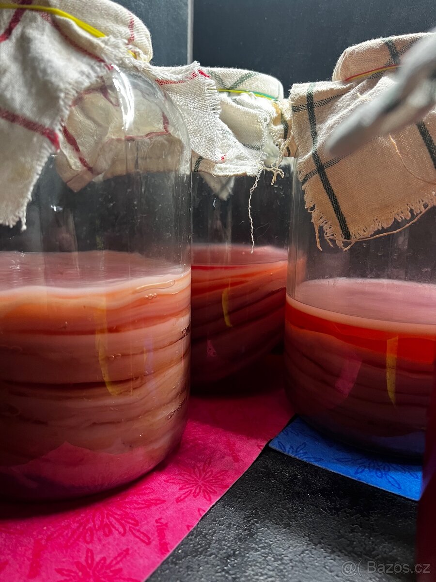 SCOBY - kombucha