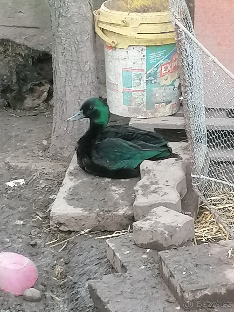 Smaragdova kachna