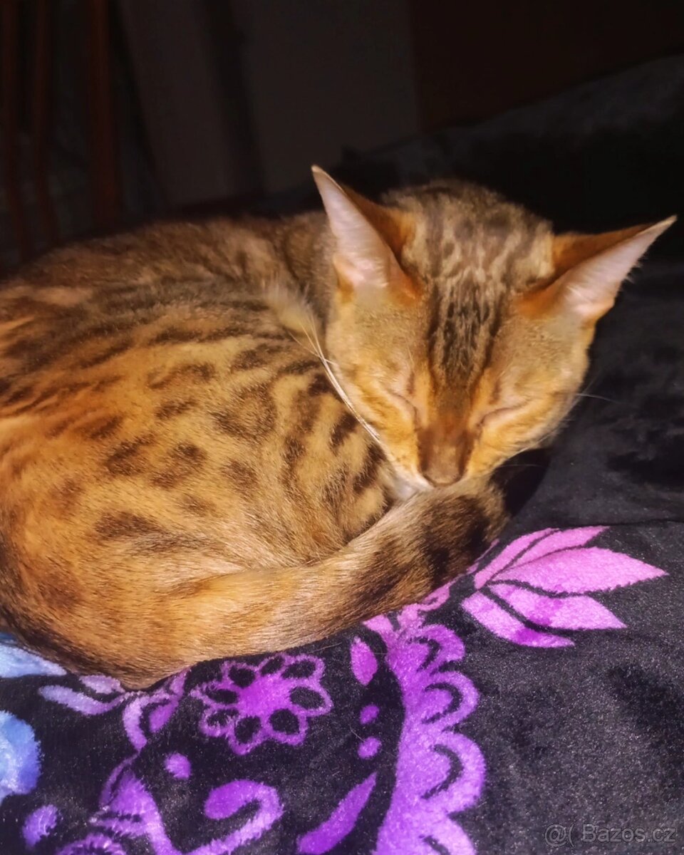 Bengalka kočka