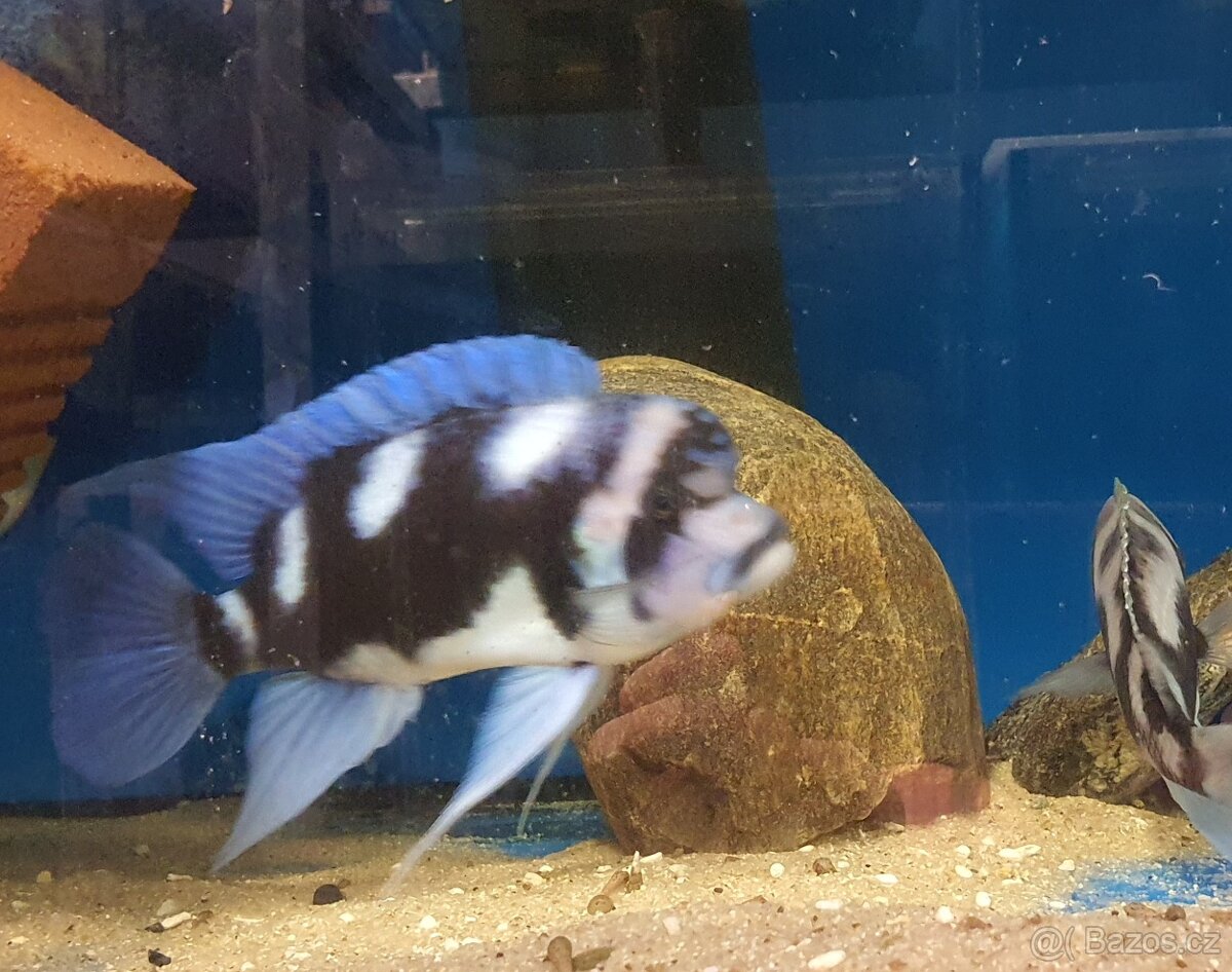 Frontosa