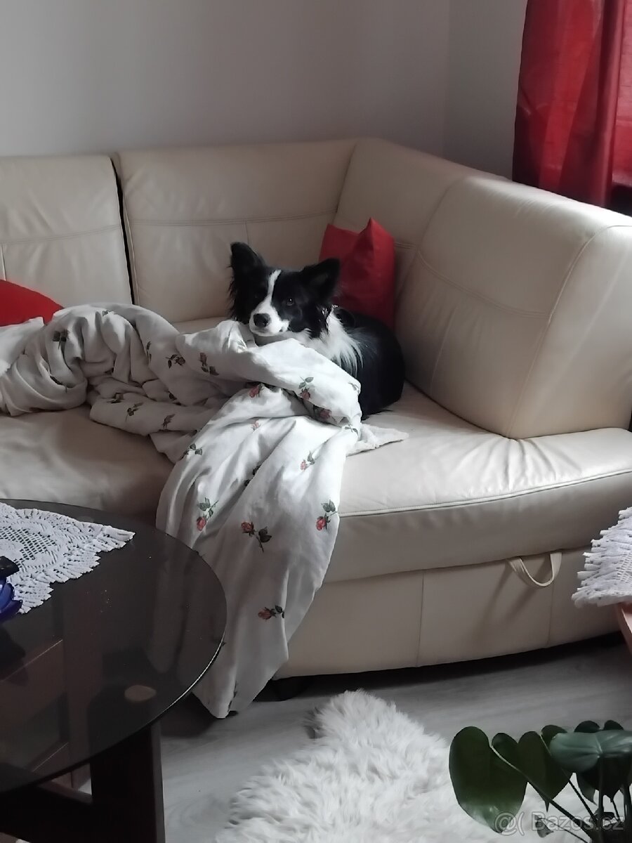 Prodám fenu border kolie