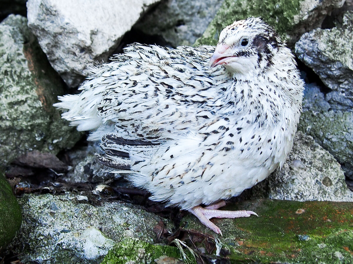 Perlová Víla - Křepelka - Vejce do líhně