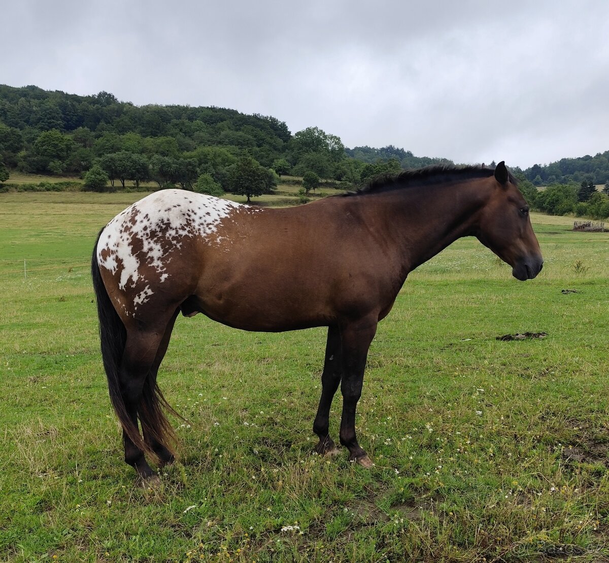 Hřebec Appaloosa 11 let