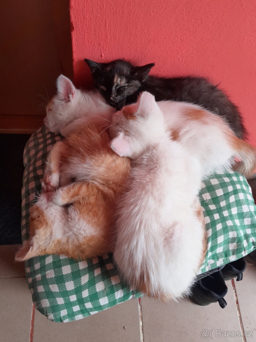 Koťata