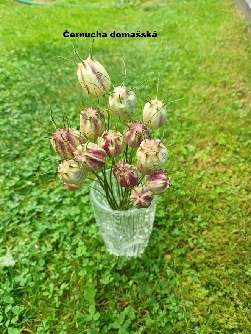 Sušené květiny - Černucha domašská.