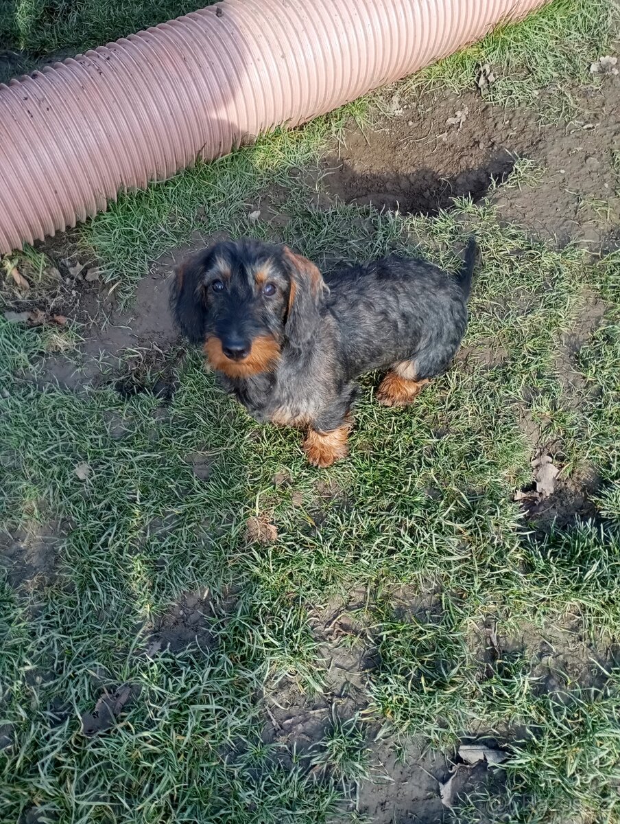 Jezevčík drsnosrstý