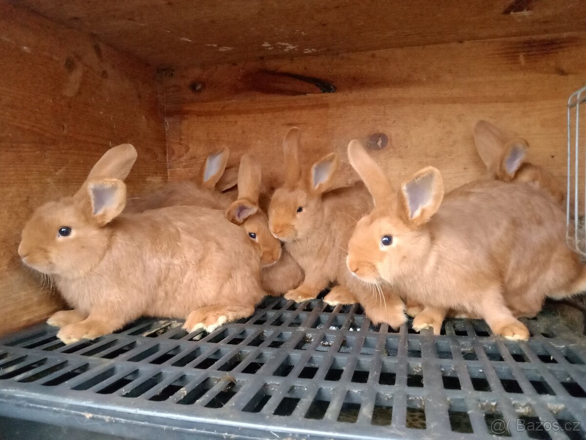 Králík čistokrevný Český červený samci i samice