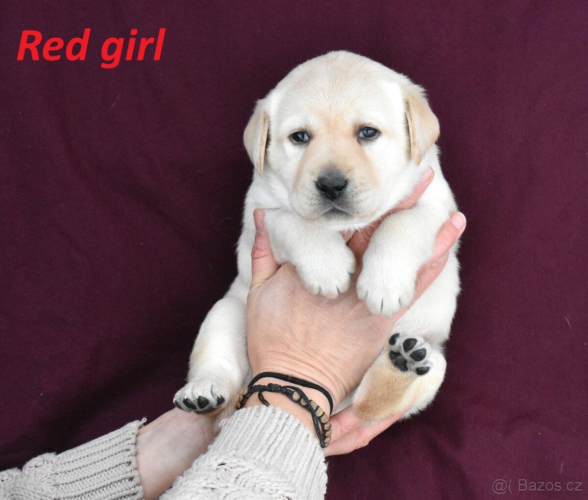 Labradorský retriever s PP