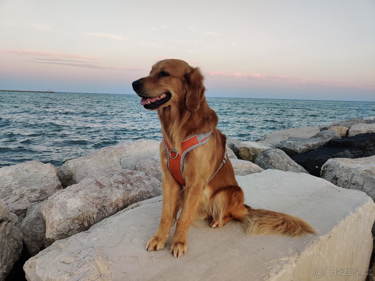 Krytí - Zlatý retrívr