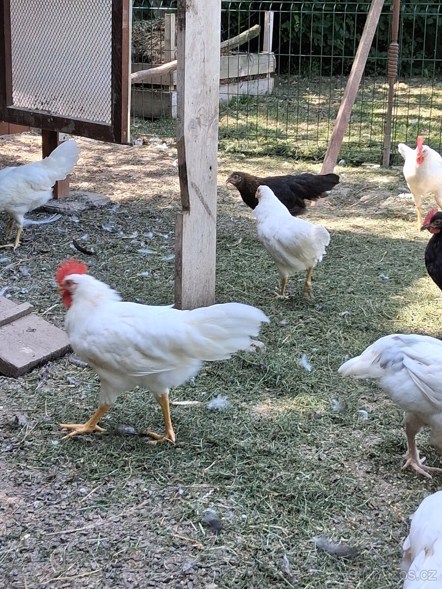 Kohoutci leghorn