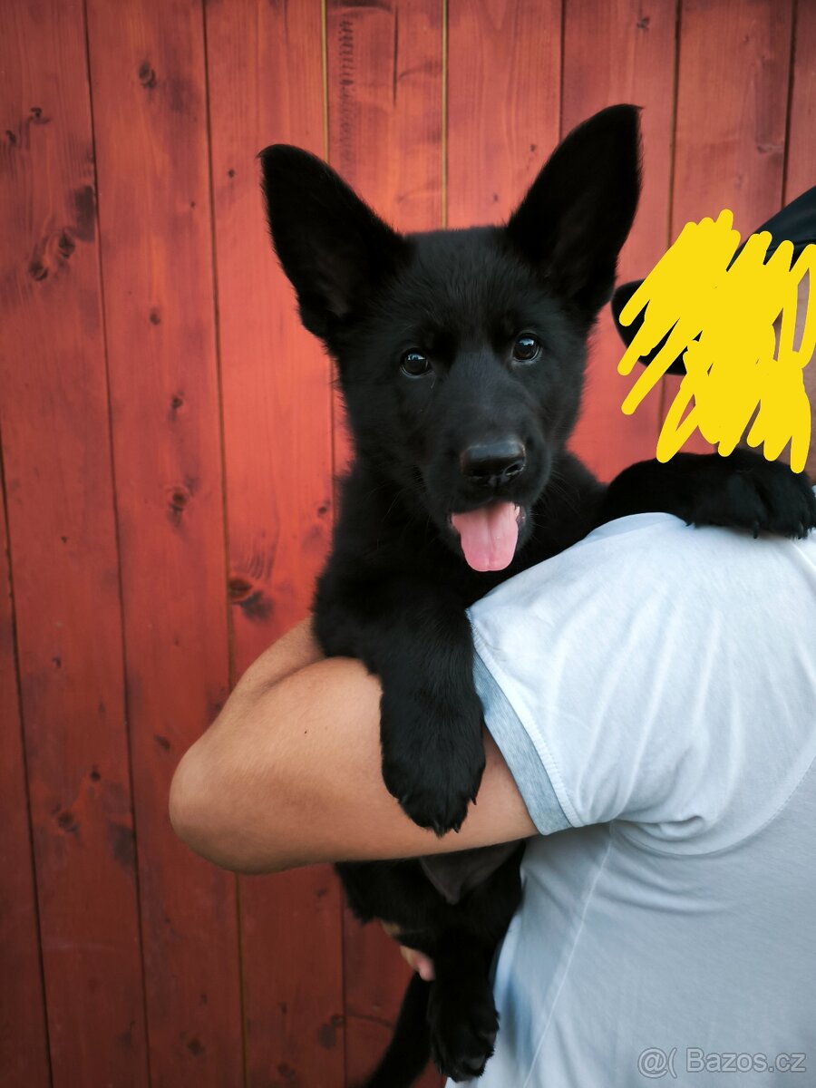 Německý ovčák
