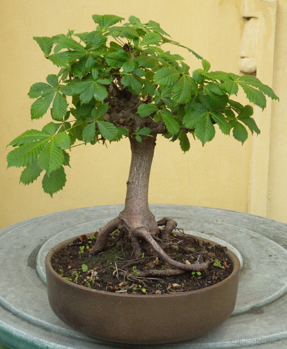 Aesculus hipocastanea -kaštan 25 let