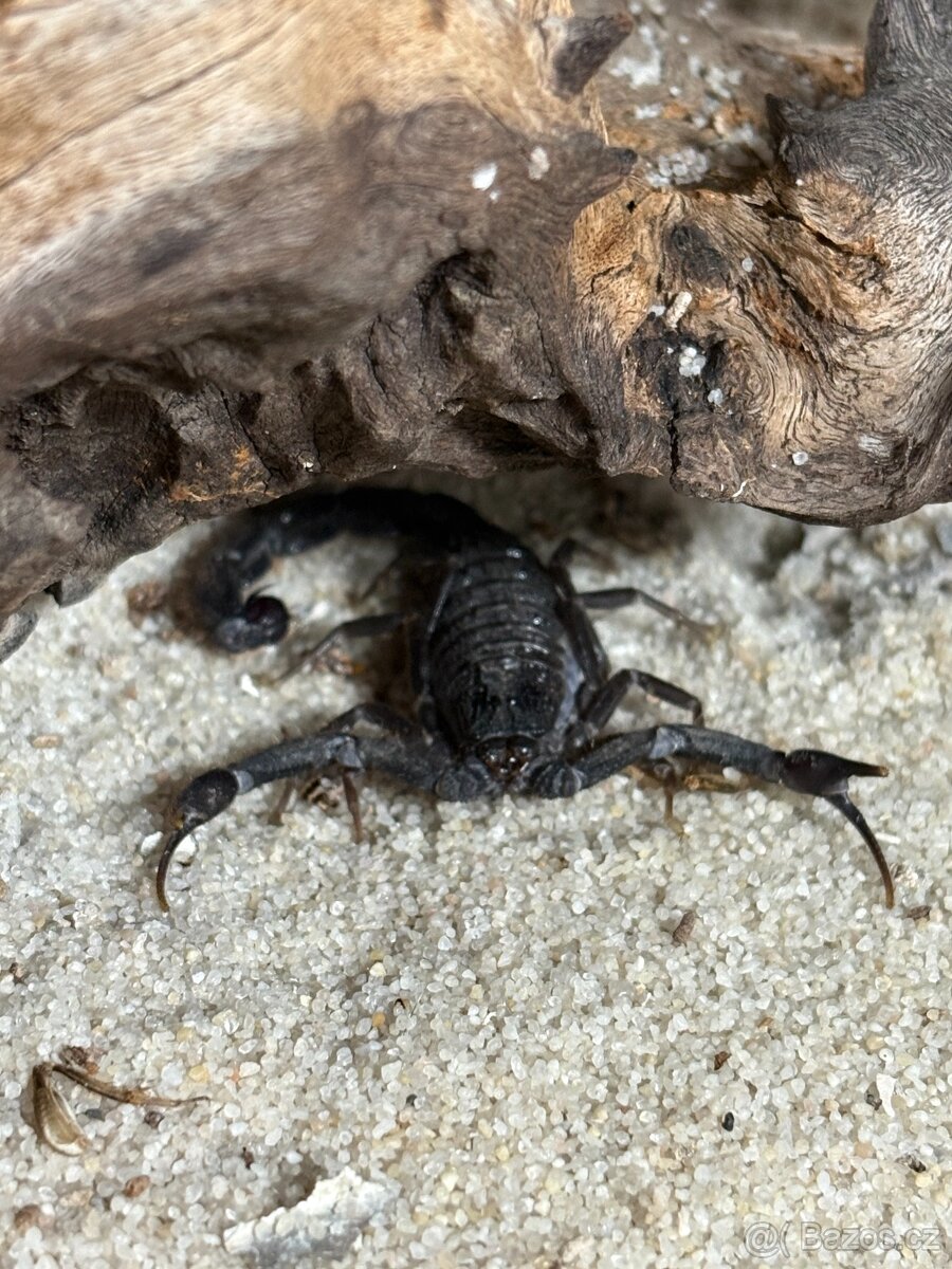Hottentotta Gentili