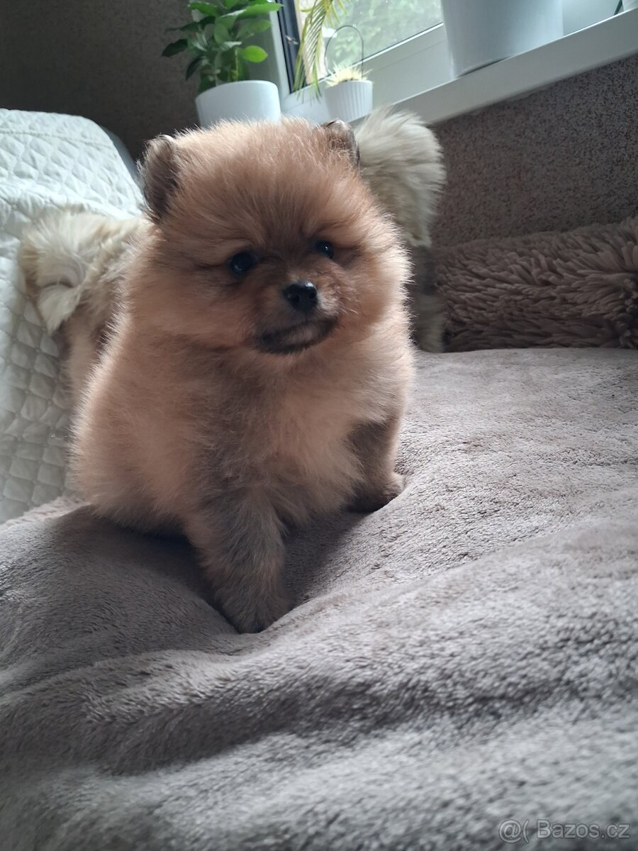 Pomeranian - pejsek
