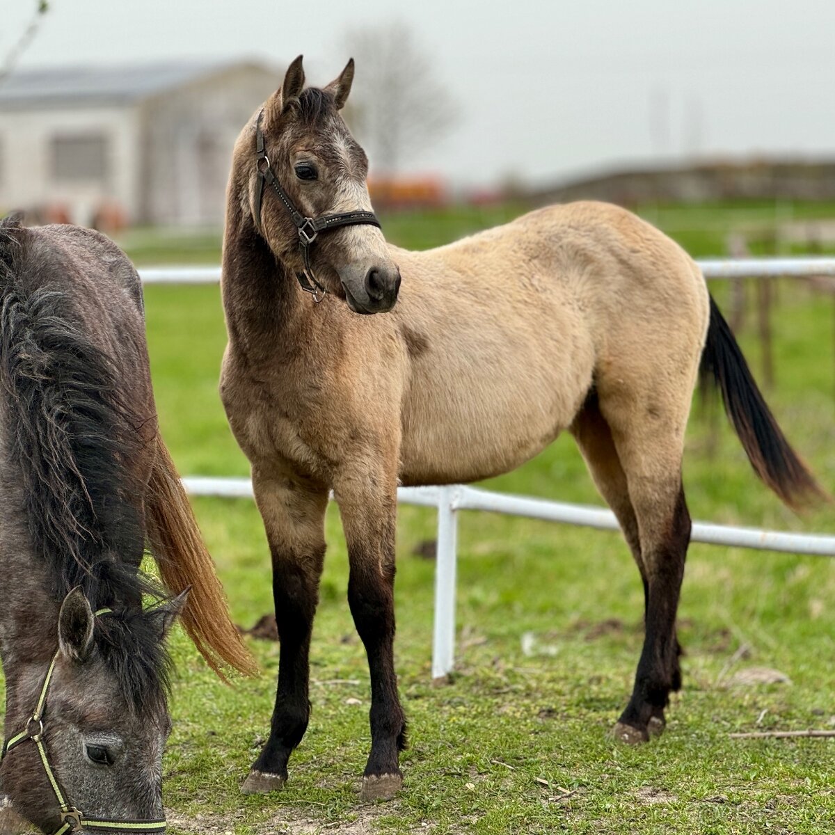 Atraktívny buckskin žrebček