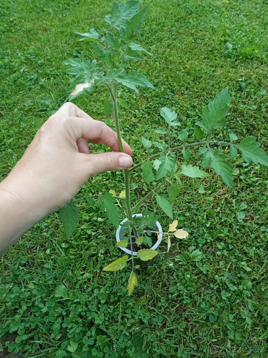 Daruji sazenice cherry rajčat