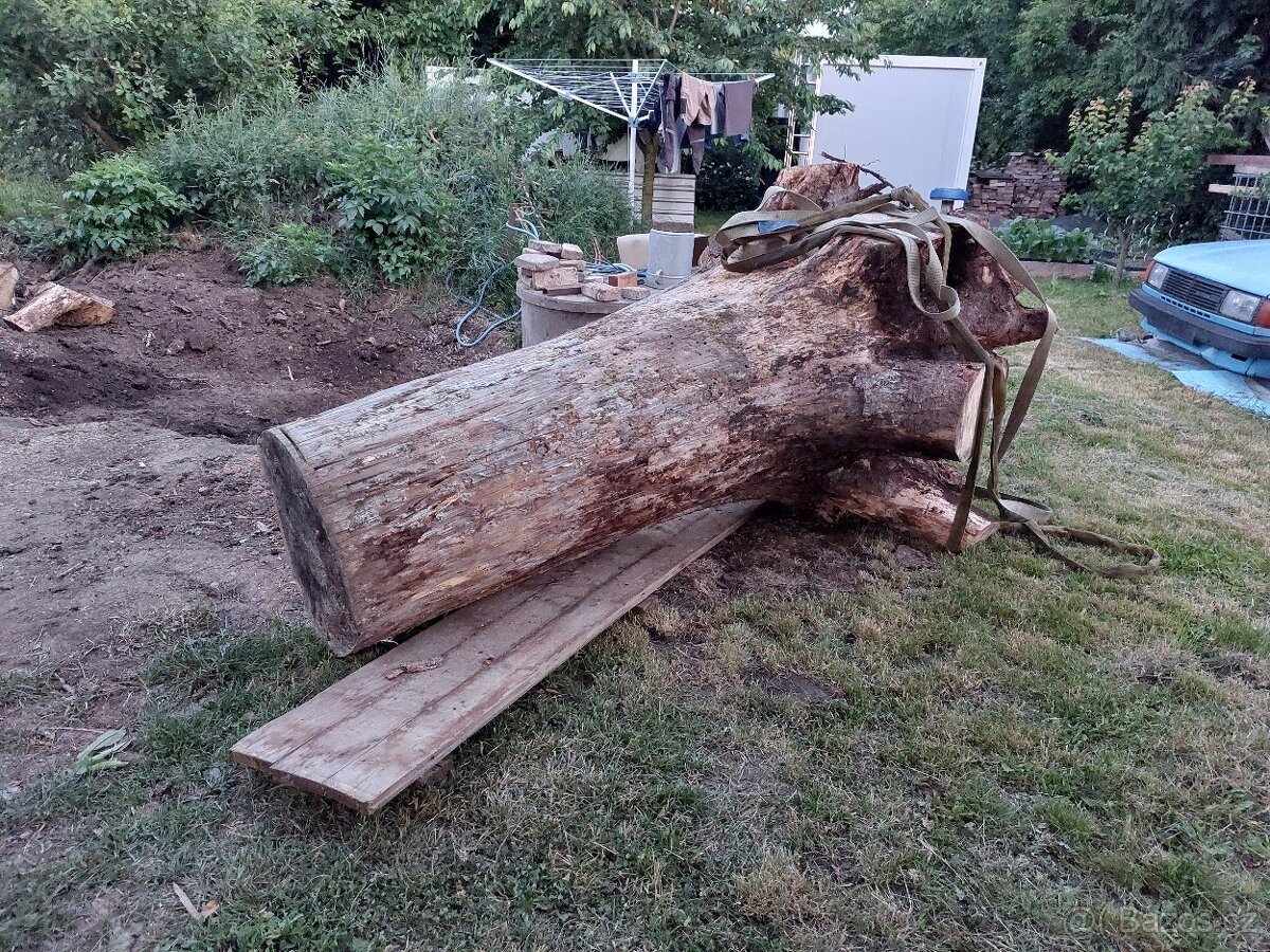 Kmen smrku s kořeny.... na dřevořezbu.