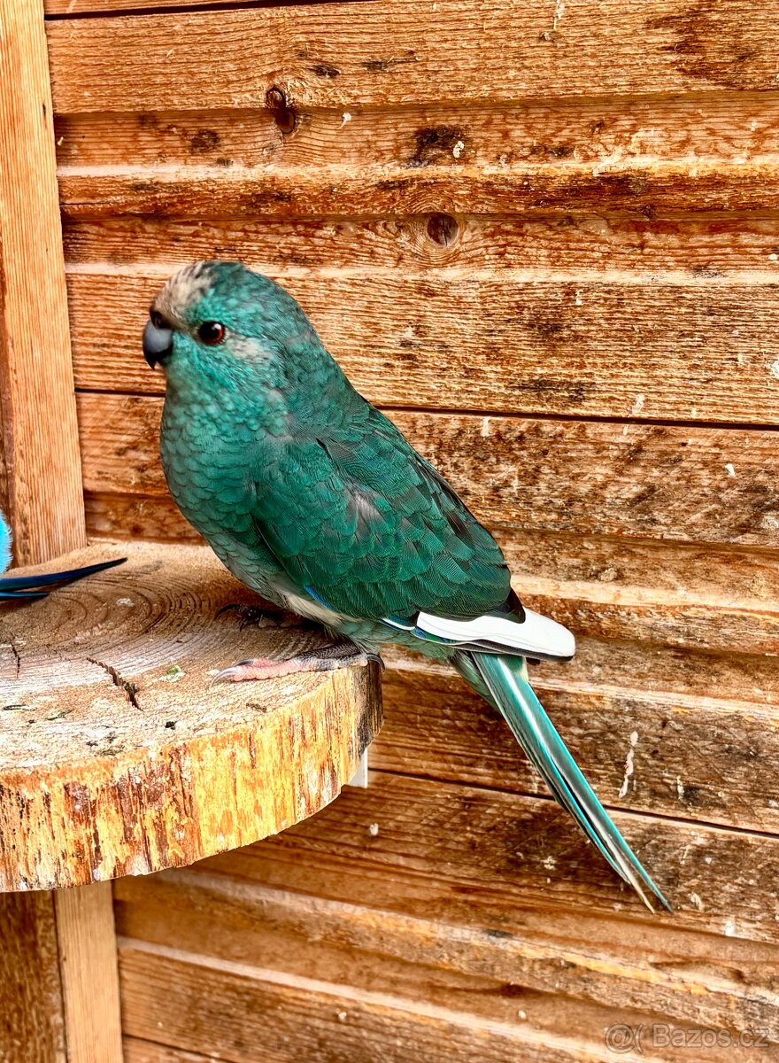 Kakariki.