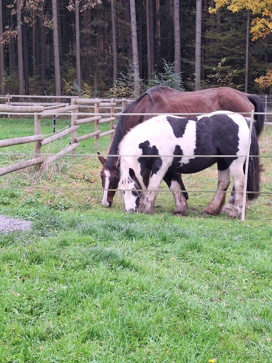 IRSKÝ COB PONY