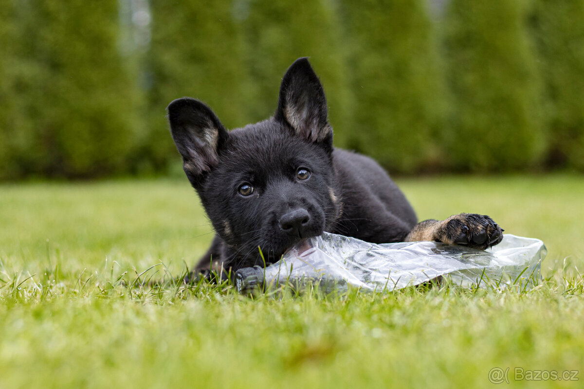 Německý  ovčák - pejsek s PP