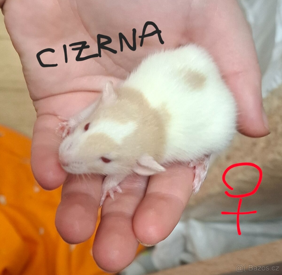 Potkani, potkánci DUMBO