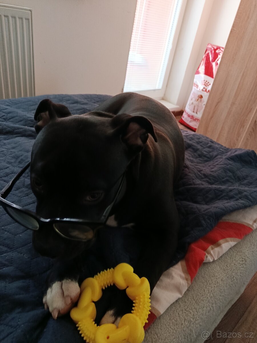 Prodám americký bul XL