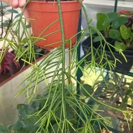 Ripsalis, taky věšák kaktus