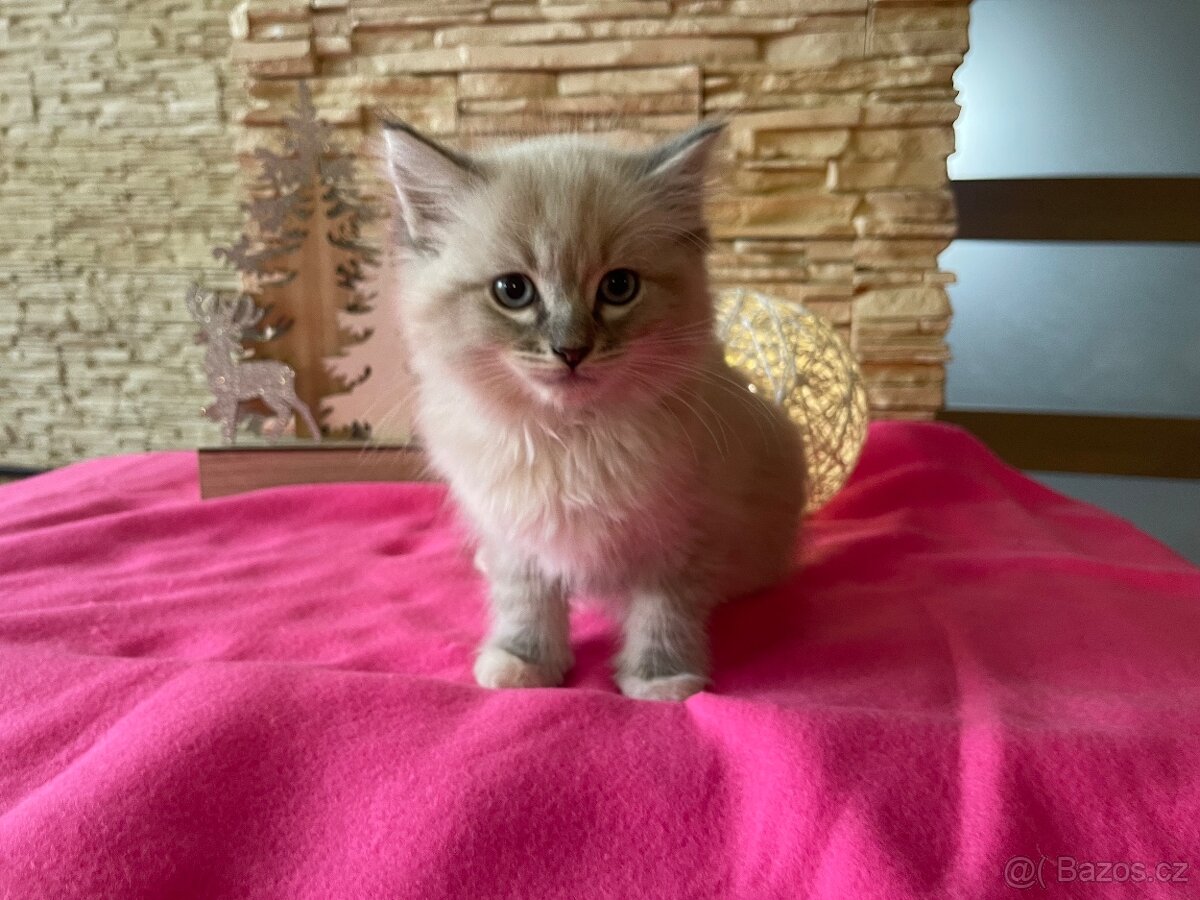 Ragdoll koťátka bez PP