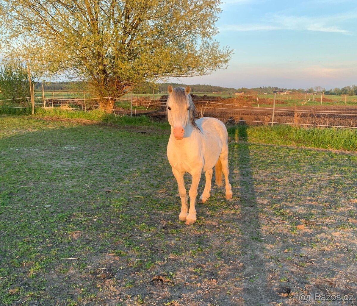 Plemenný hřebec wmp