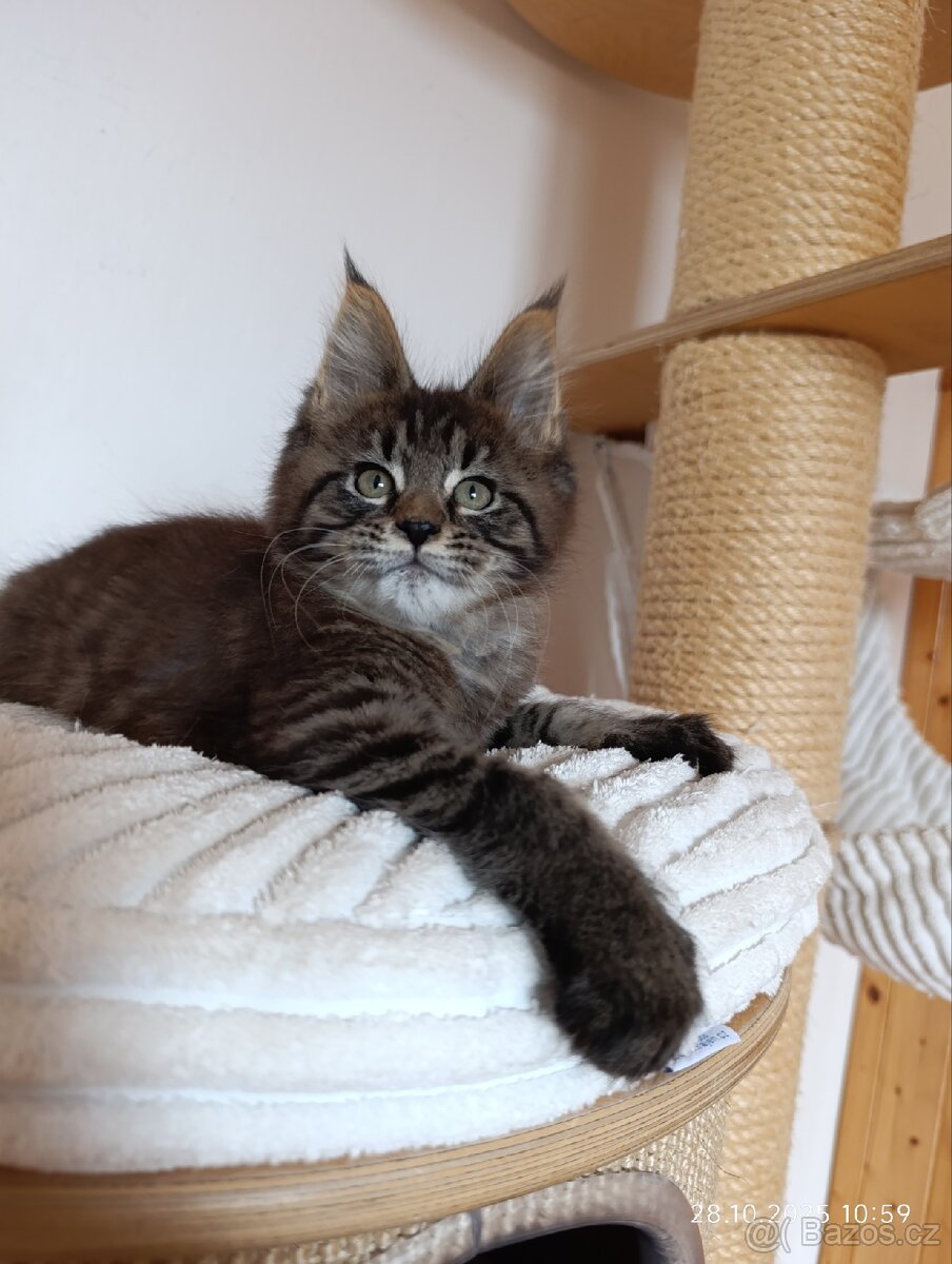 Mainská mývalí koťátka s PP