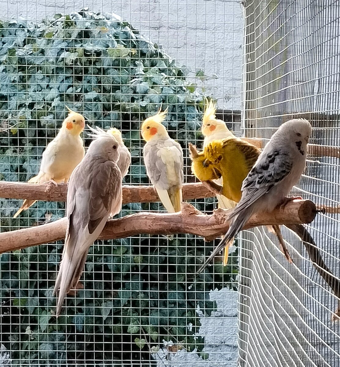 Kakariky,korela,andulka