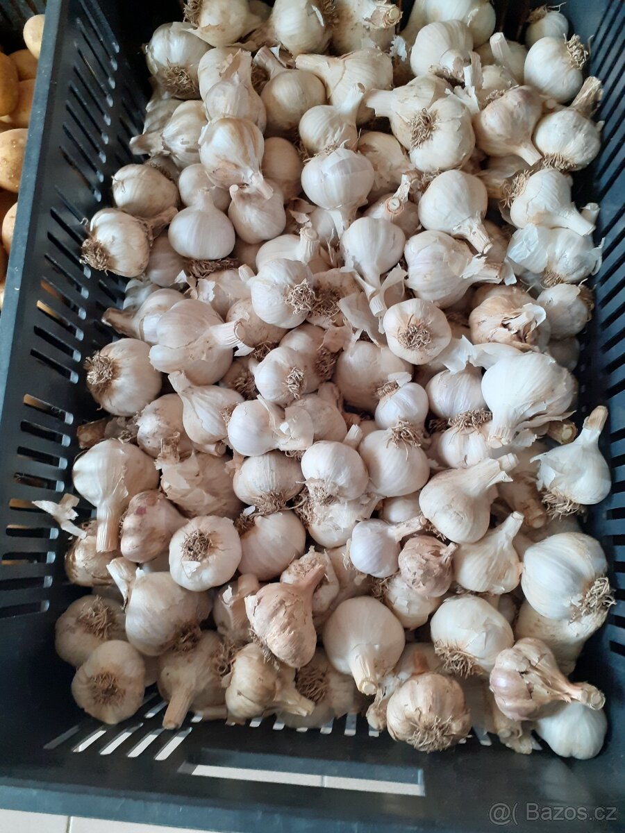 prodej česneku