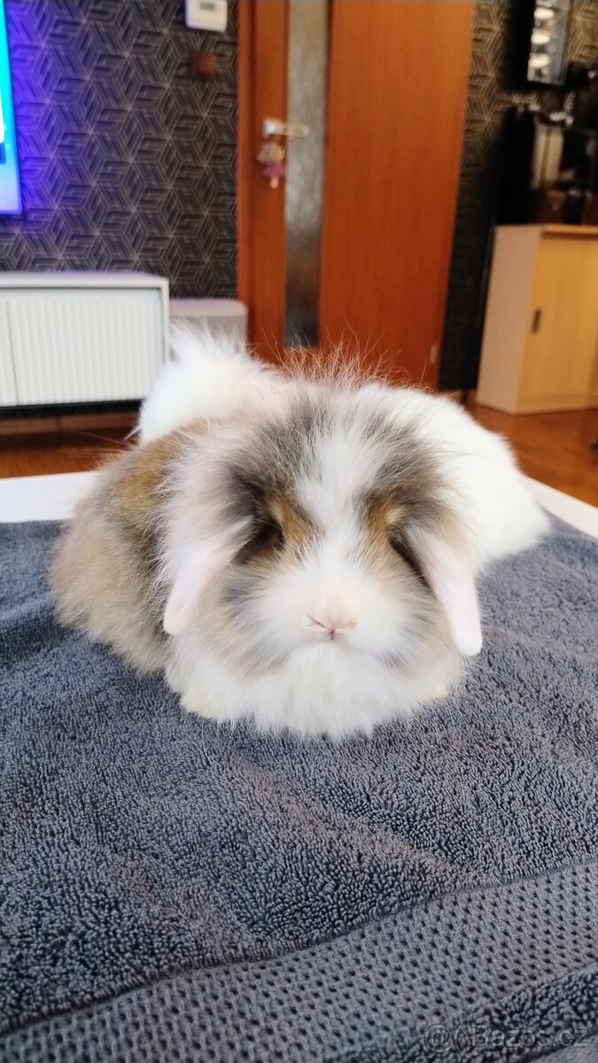 Zakrslý králíček beránek