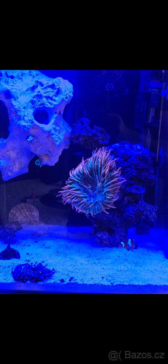 Mořské akvarium NANO 30 L