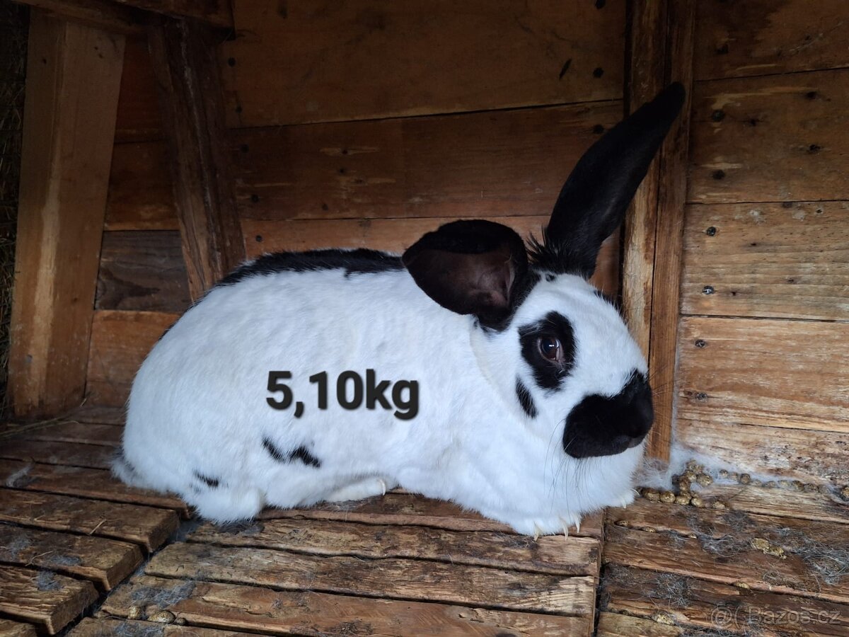 Králíci do chovu