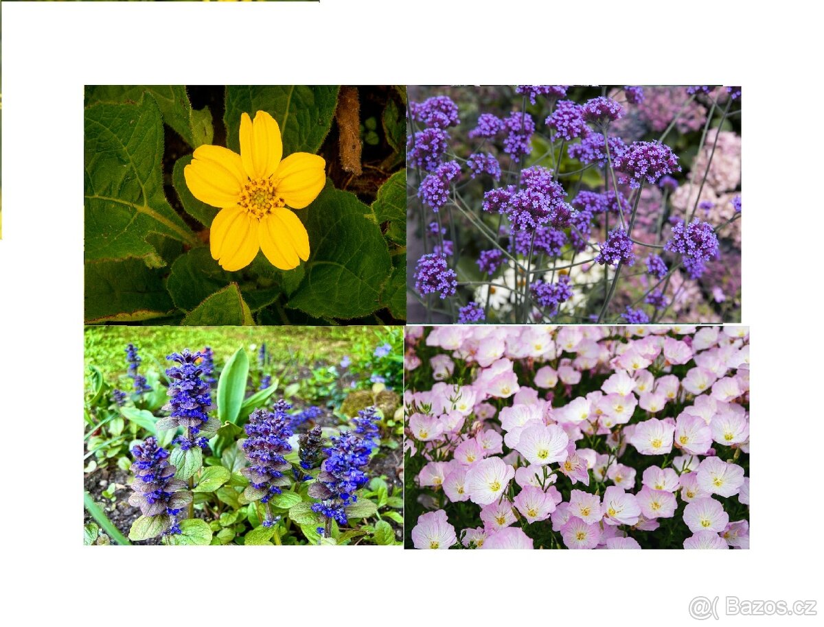 TRVALKY...VERBENA SPORÝŠ, PUPALKA, VERBENA-SPORÝŠ, PUPALKA R