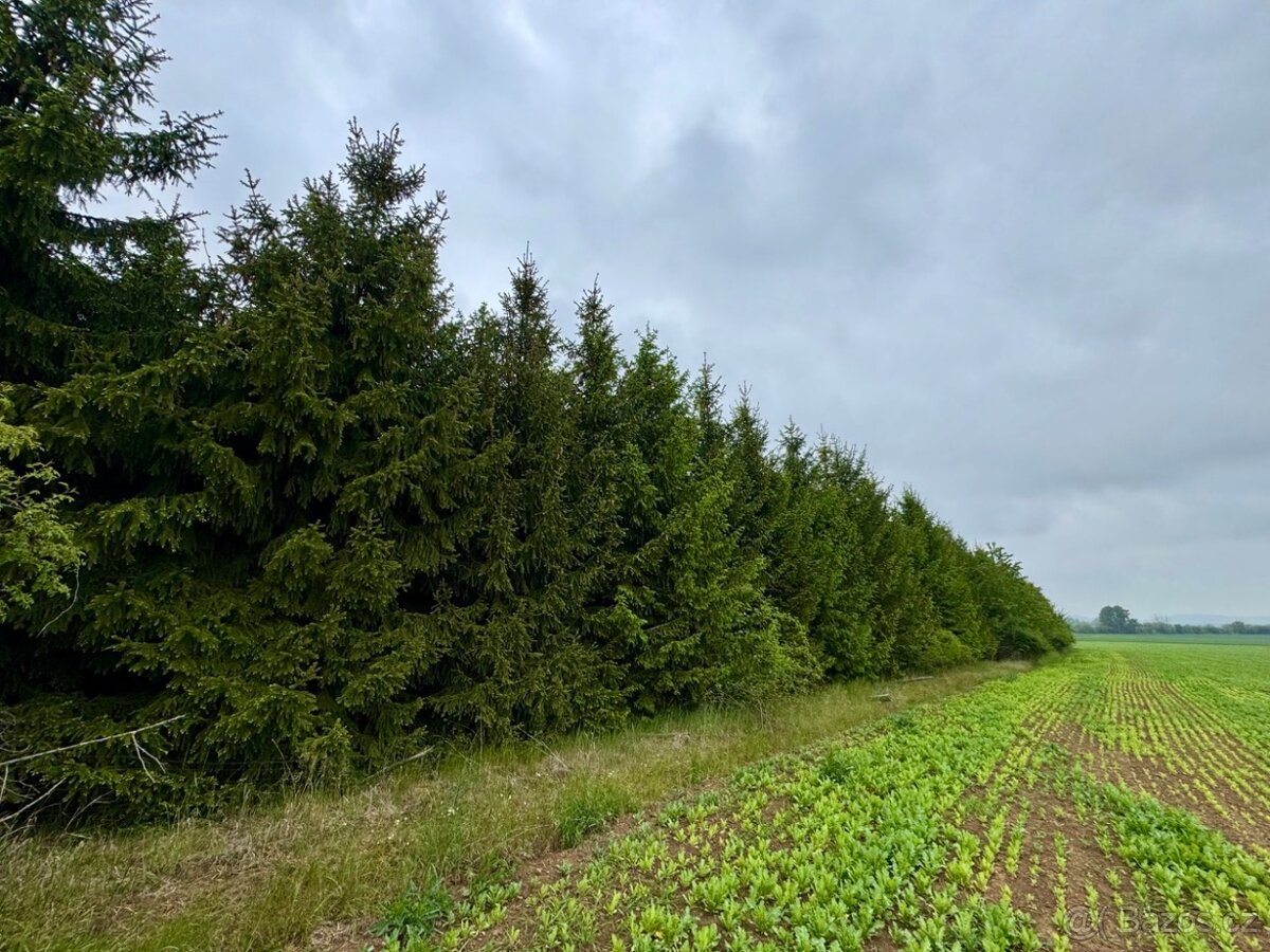 Lesní pozemek kú Křesetice 16381m2