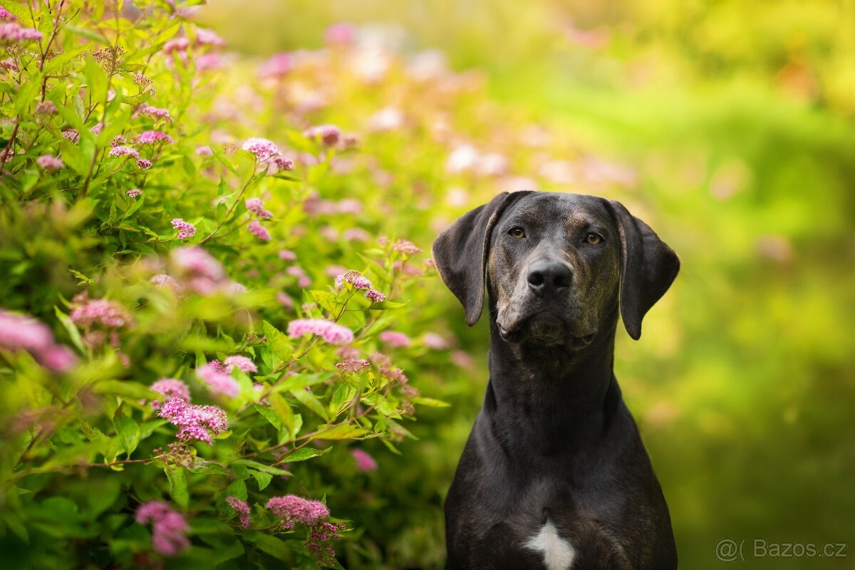 Catahoula Leopard Dog