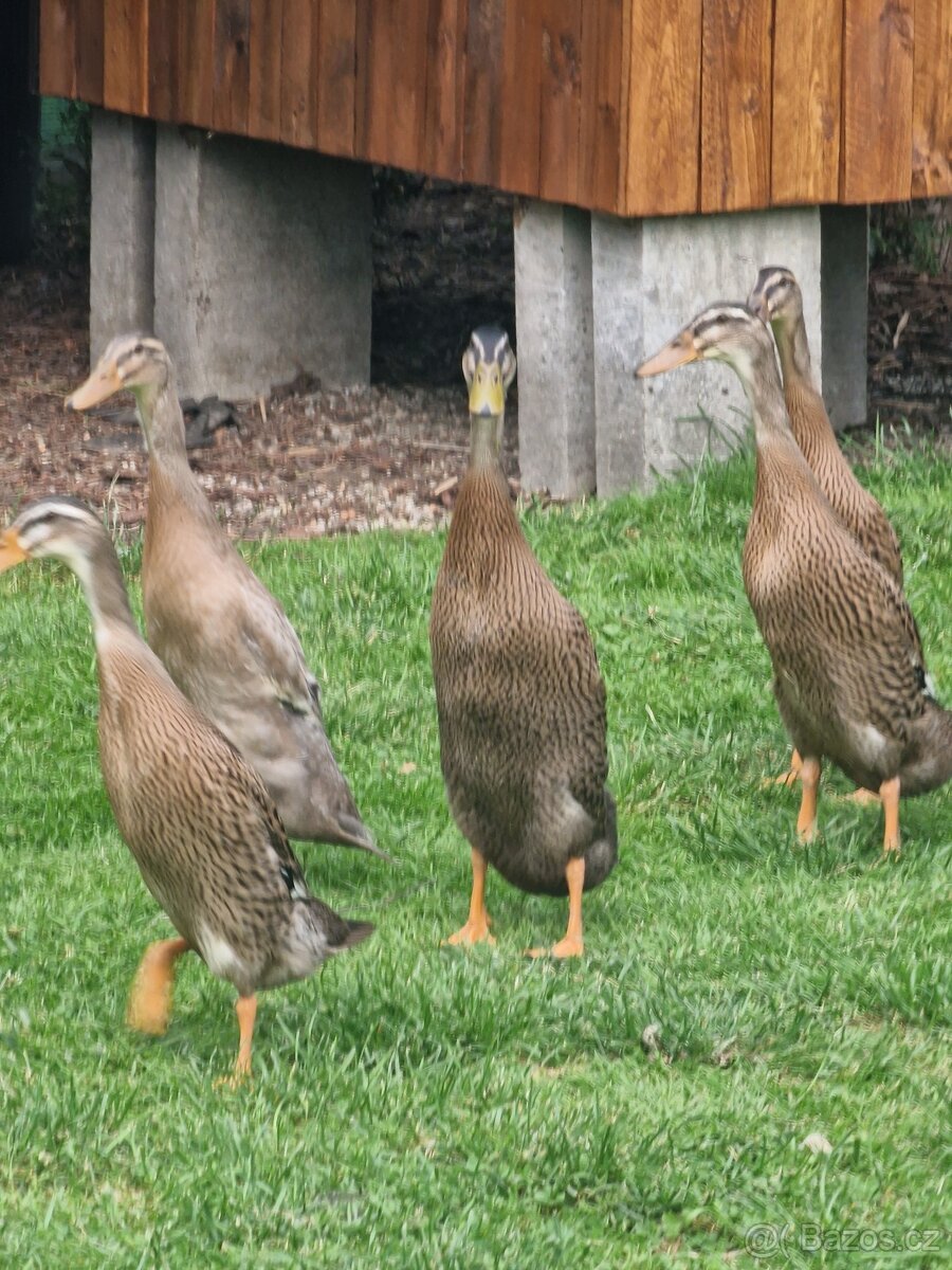 Indicky bezec