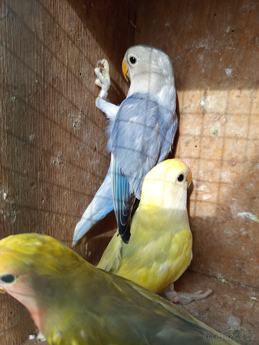 Agapornis růžohrdlý