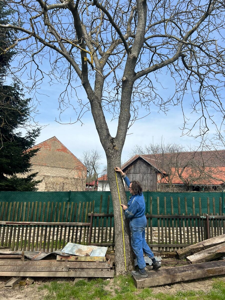 Kmeny ořešáku 104-140cm obvod ořešák
