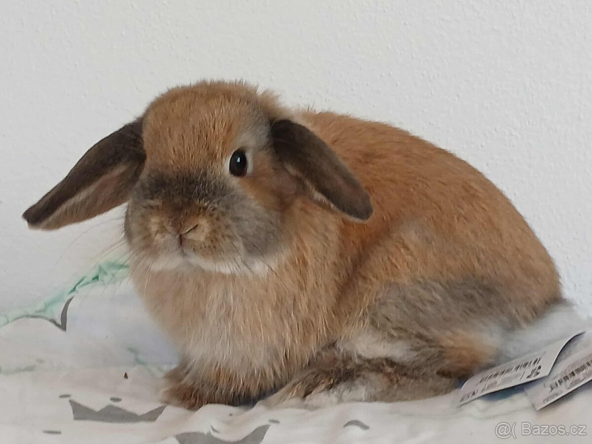 Volná samička - Anglický Zakrslý Beránek MiniLop🍑