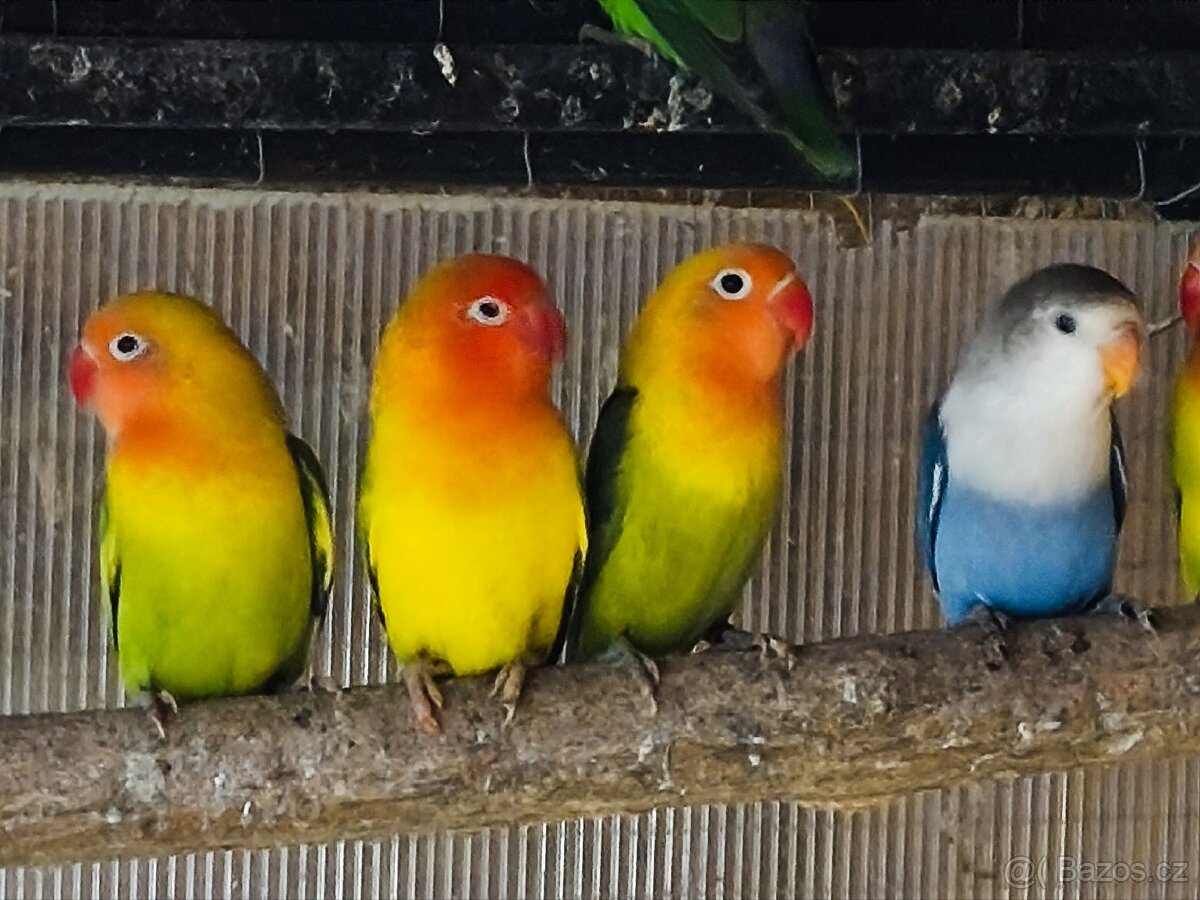 Prodám Agapornis Fisheri 2025