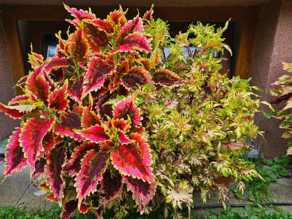 Africké okrasné kopřivy - SEMENA - Coleus