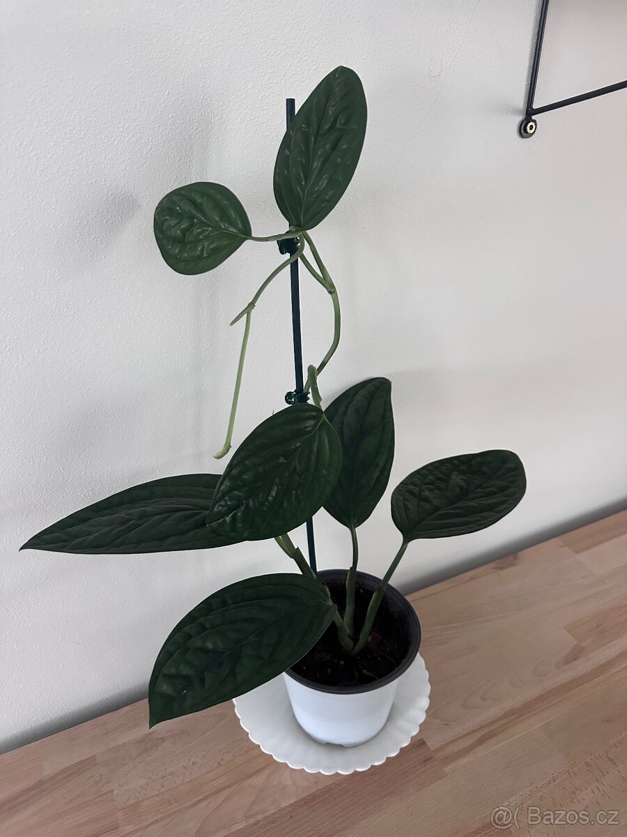 Monstera karstenianum 'Peru'